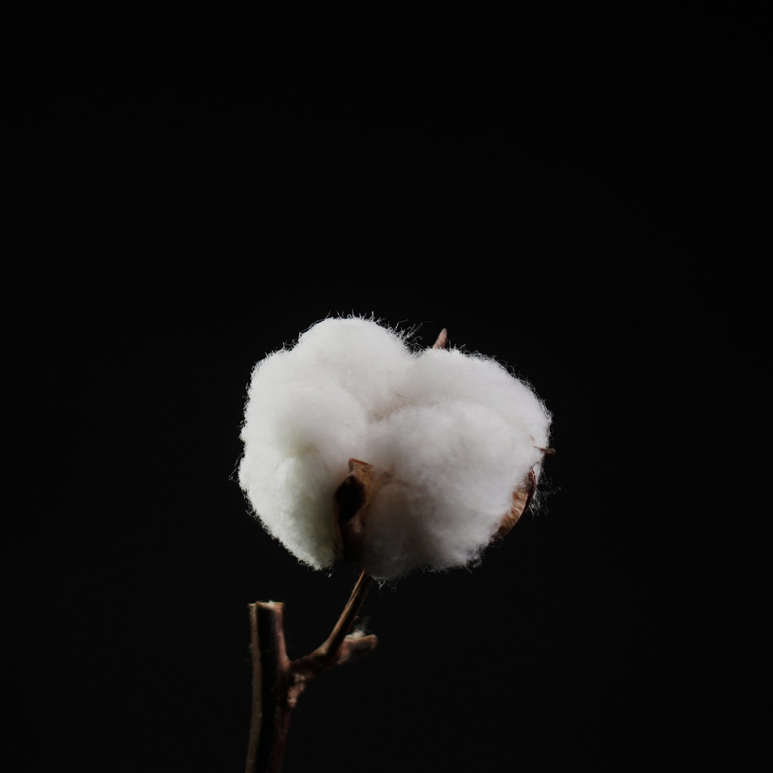 Økologisk bomuld i verdensklasse